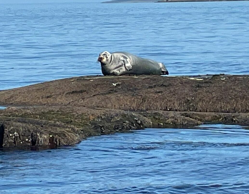 В гости к тюленям&nbsp; &nbsp; &nbsp; &nbsp; &nbsp; &nbsp; &nbsp; &nbsp; &nbsp; &nbsp; &nbsp; &nbsp; Белого моря
