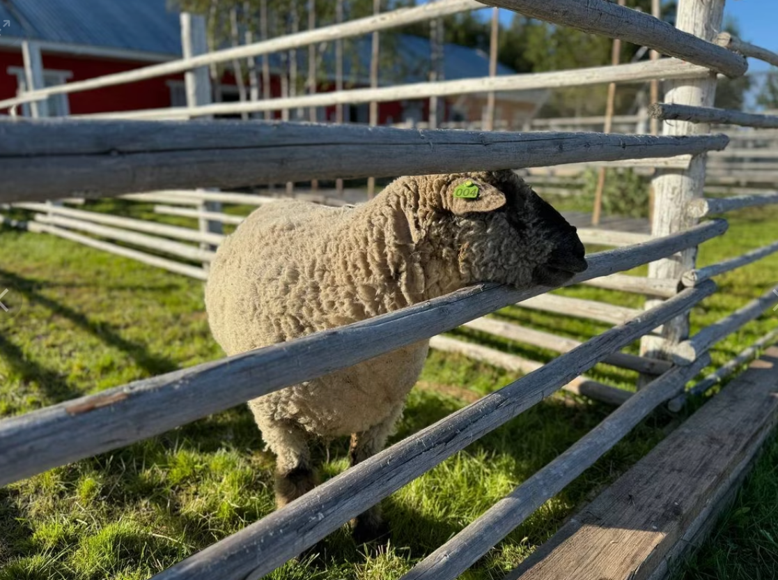 «Овцеведение» Общение с овечками