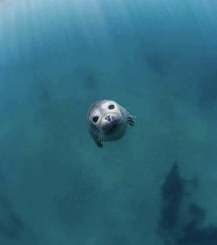 Интерактивная лекция«Тюлени Белого моря»