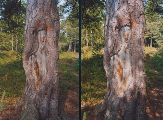 Прогулка к магическим деревьям Карсикко
