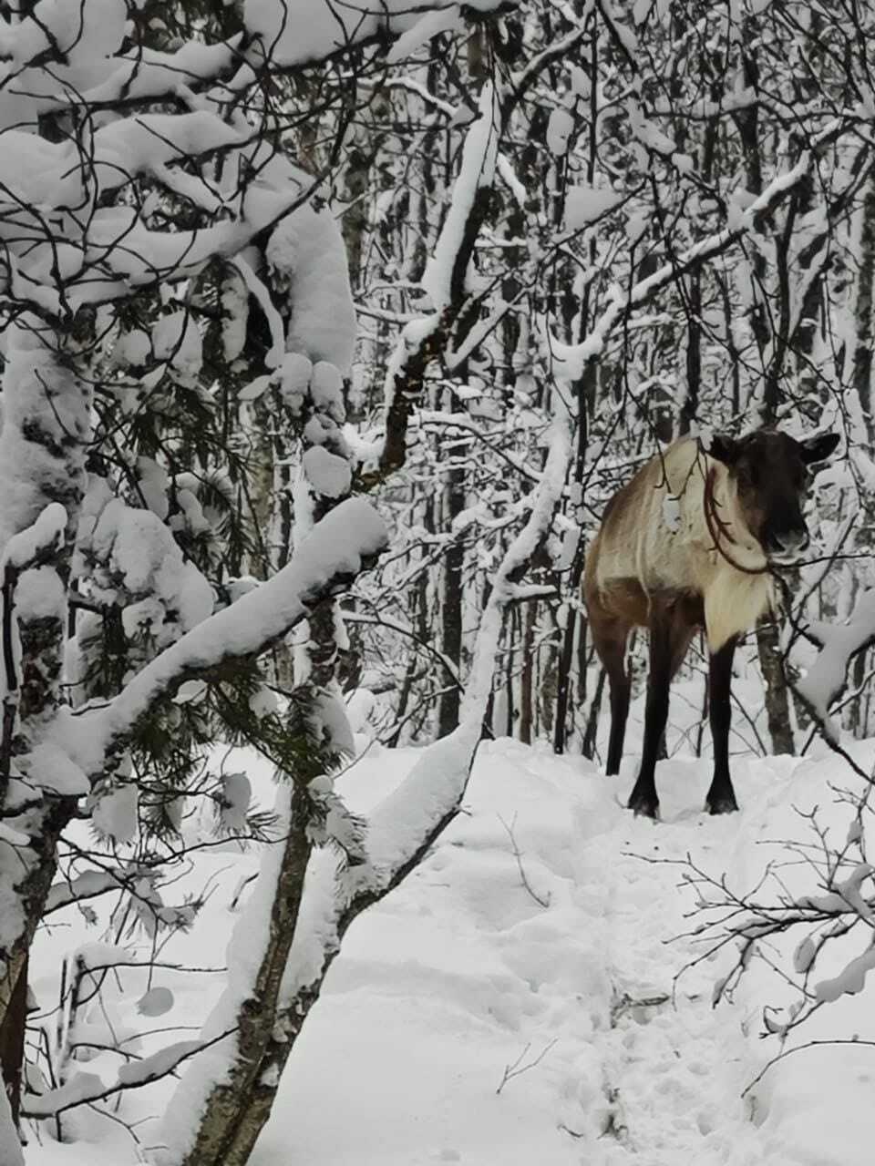 «Оленеведение», знакомствос северными оленями