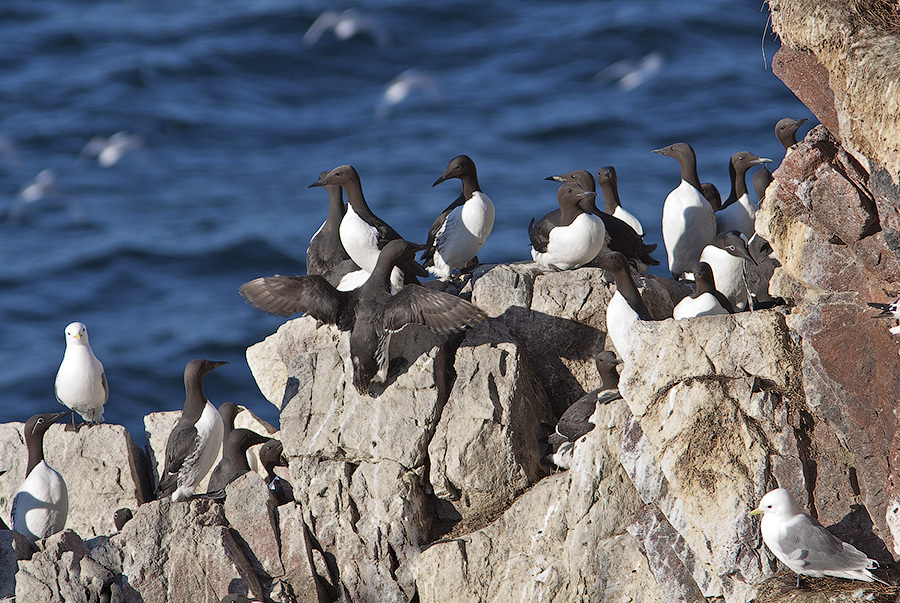 Утренняя экскурсия&nbsp; &nbsp; &nbsp; &nbsp; &nbsp; &nbsp; &nbsp; &nbsp; &nbsp; &nbsp; &nbsp; &nbsp; «Птичье государство»